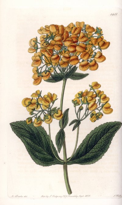 Kleiner Frauenschuh - Gravierte Tafel von S. Watts, nach einer Illustration von Sarah Anne Drake (1803-1857), aus dem Botanical Register von Sydenham Edwards (1768-1819), England von Sydenham Teast Edwards