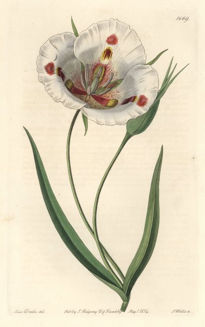 Weißblütiger Calochortus (Mariposa), heimisch in Kalifornien von Sydenham Teast Edwards