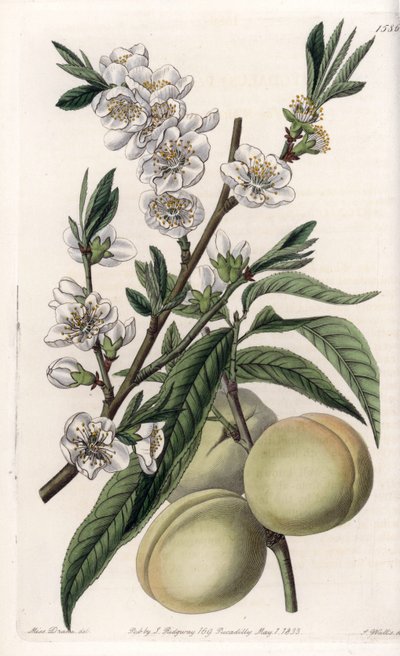 Weißer Pfirsich - Tafel graviert von S. Watts, nach einer Illustration von Sarah Anne Drake (1803-1857), aus dem Botanical Register von Sydenham Edwards (1768-1819), England von Sydenham Teast Edwards