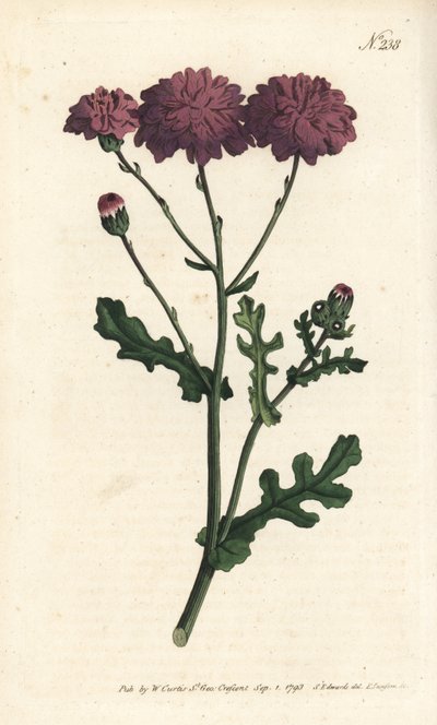 Wilde Cinerarie - Purpurrotes Greiskraut, Senecio elegans. Handkolorierte Kupferstichgravur von Sansom nach einer Illustration von Sydenham Edwards aus William Curtis