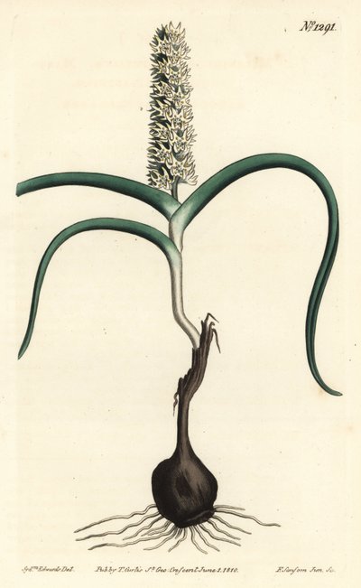 Wurmbea monopetala von Sydenham Teast Edwards