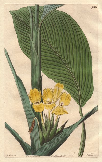 Gelbblühende Calathea, heimisch in Brasilien - S. Watts starkes Wasser aus einer Illustration von M. Mart, aus dem Botanischen Register von Sydenham Teast Edwards