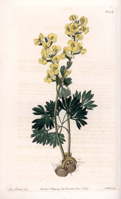 Gelbblühende Corydale Variete - Graviert von S. Watts, nach einer Illustration von Sarah Anne Drake (1803-1857), aus dem Botanical Register von Sydenham Edwards (1768-1819), England von Sydenham Teast Edwards