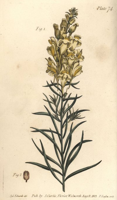 Gelbes Leinkraut oder Löwenmaul, Antirrhinum majus von Sydenham Teast Edwards