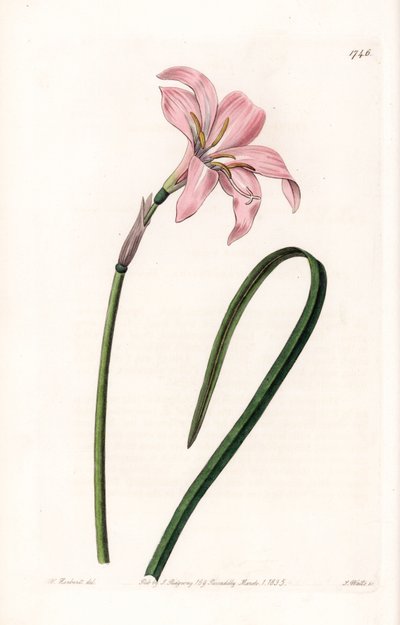 Zephyrantes-Hybrid-Varietät, aus dem Botanischen Register von Sydenham Edwards von Sydenham Teast Edwards