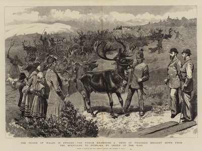 Der Prinz von Wales in Schweden, der Prinz untersucht eine Herde Rentiere, die auf Befehl des Königs aus den Bergen nach Storlien gebracht wurden von Sydney Prior Hall