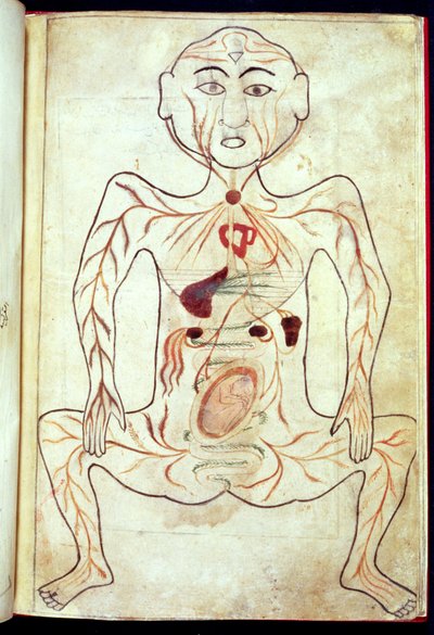 Organische Mitglieder und der Embryo im menschlichen Körper, Mitte 15. Jahrhundert von Tashri Al Badan