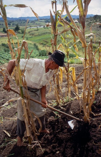 Benigno Marin, ein Bauer, arbeitet auf einem Feld in Kolumbien von Ted Spiegel