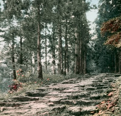 Zedernallee, Hakone, um 1900 - 1915 von Teijiro Takagi