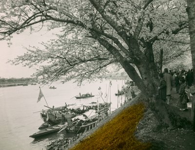 Blühender Kirschbaum am Teich im Mukojima Hyakkaen, um 1900 - 1915 von Teijiro Takagi