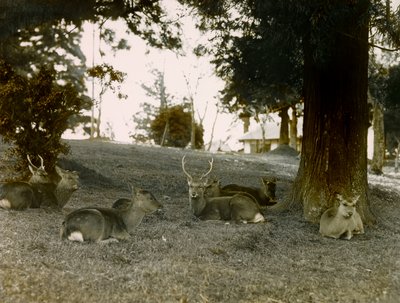 Damwild im Kasauga Taisha Park, Nara, um 1900 - 1915 von Teijiro Takagi