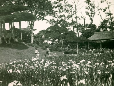 Irisgarten von Horikiri Shobuen in Tokio, um 1900 - 1915 von Teijiro Takagi
