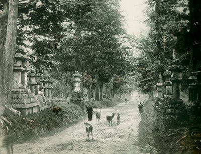 Kasauga Taisha Park in Nara, um 1900 - 1915 von Teijiro Takagi
