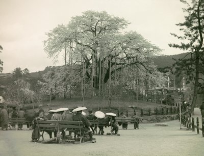 Sitzender Japaner betrachtet Kirschblüten, Kyoto um 1900 - 1915 von Teijiro Takagi