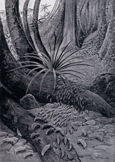 Die Coushie oder Blattschneiderameise (Lithografie) von Theobald Carreras