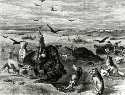 Schlachtung von Büffeln auf den Ebenen, aus Harpers Weekly 1872 von Theodore Russell Davis