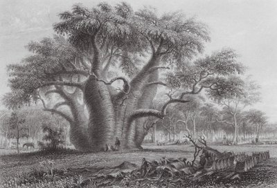 Australien: Der Boadab-Baum von Thomas (after) Baines