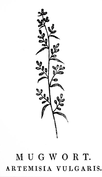 Ein Holzschnitt, der einen Zweig von Beifuß darstellt, eine Art aromatischer Pflanzen der Gattung Artemisia. Holzschnitt von Thomas Bewick (1753-1828), einem englischen Graveur und Naturgeschichtsschriftsteller von Thomas Bewick