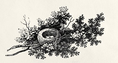 Vogelnest, aus der 
