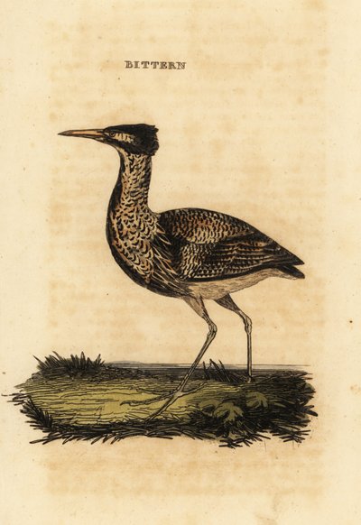 Rohrdommel oder Große Rohrdommel, Botaurus stellaris von Thomas Bewick