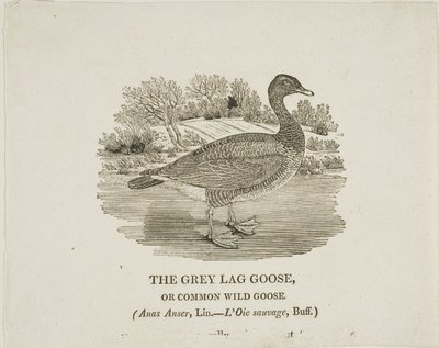 Graugans von Thomas Bewick
