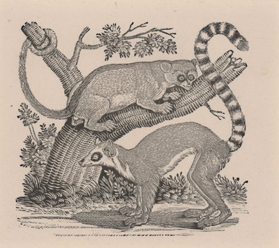 Zwei Lemuren, aus "Allgemeine Geschichte der Vierfüßer" von Thomas Bewick