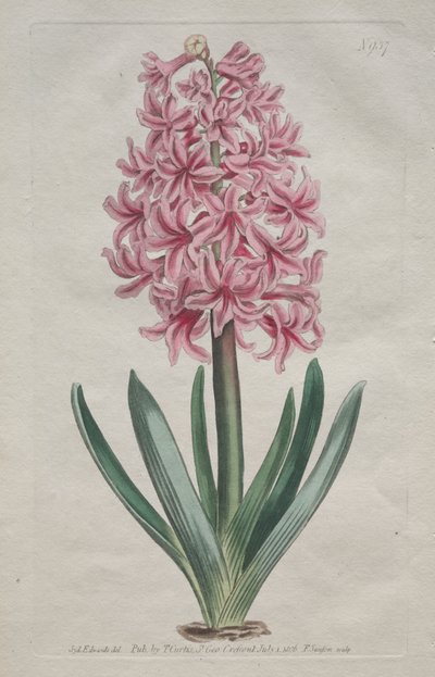 The Botanical Magazine or Flower Garden Displayed: Gartenhyazinthe von Thomas Curtis