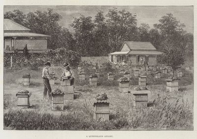 Eine Imkerei in Queensland von Thomas Harrington Wilson