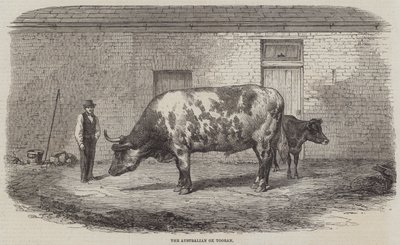Der australische Ochse Tooran von Thomas Harrington Wilson