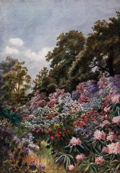 Kew Gardens: Das Rhododendrontal (Farblithografie) von Thomas Mower Martin