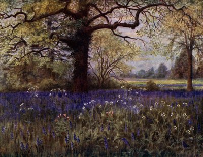 Kew Gardens: Wilde Hyazinthen von Thomas Mower Martin