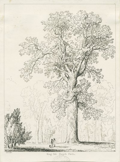 Blithfield - Königseiche: Feder- und Tuschzeichnung von Thomas Peploe Wood