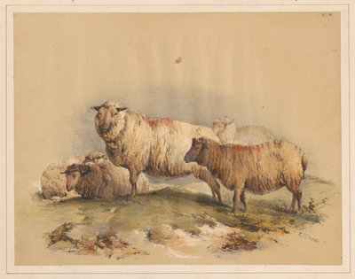 Schafe, Nr. 18 von Thomas Sidney Cooper