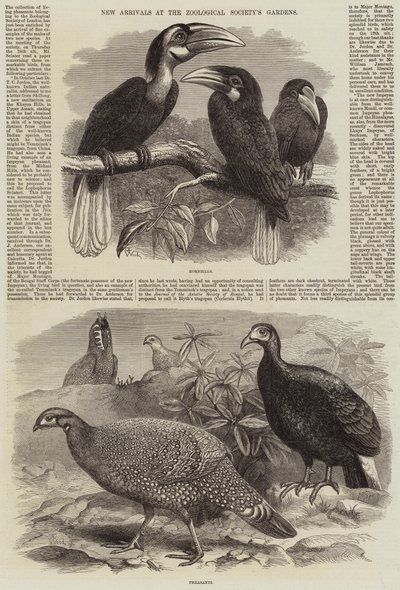 Neue Ankünfte im Zoologischen Garten der Gesellschaft von Thomas W. Wood