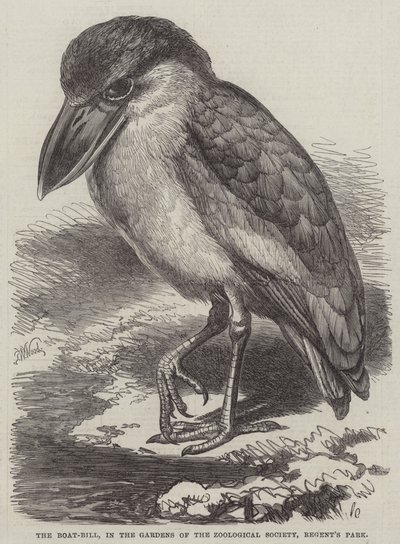 Der Bootsschnabel, in den Gärten der Zoologischen Gesellschaft, Regent