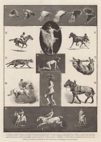 Bewegungen von Tieren, illustriert durch die Momentaufnahmen von Mr. Muybridge von Thomas Walter Wilson