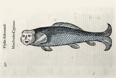 Fischdarstellung von Nicolas Plate, illustriert mit einem Manuskript der Naturgeschichte von Ulisse Aldrovandi (1522-1605), Ulisse Aldrovandi Fonds, Universitätsbibliothek Bologna, ed. 1603 von Ulisse Aldrovandi