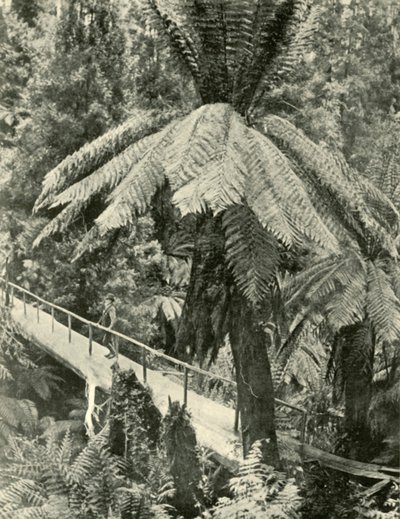 Eine rustikale Brücke von Unbekannt
