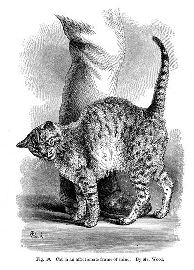 Eine Katze in liebevoller Stimmung, aus Der Ausdruck und die Emotionen bei Mensch und Tier, 1872 von Unbekannt