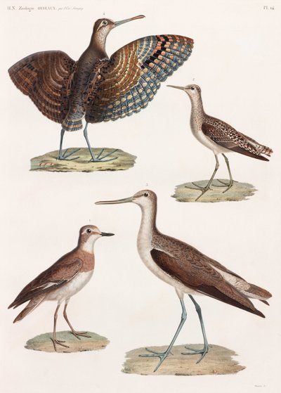 Eine ganze Seite mit Farbillustrationen von Vögeln von Unbekannt