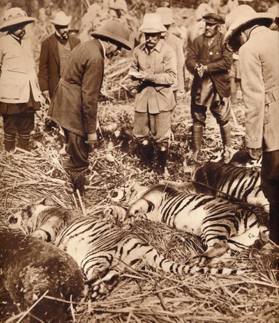 Eine königliche Tigerjagd von Unbekannt