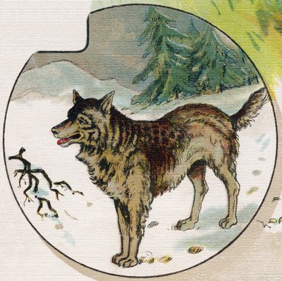Ein Wolf im Schnee. Gravur in "ABC L