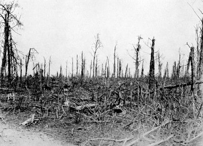 Ein Wald in der Somme-Region, Frankreich, 1916, ca. 1920 von Unbekannt