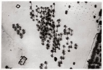 Luftaufnahme von Palmenschatten in der arabischen Wüste, von einem Zeppelin, 1931-1933 von Unbekannt