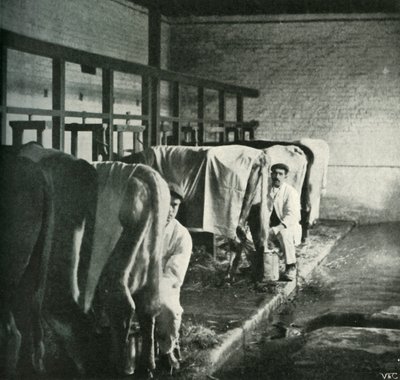 Ein modernes Melkschuppen auf der Walker-Gordon-Farm, 1902 von Unbekannt
