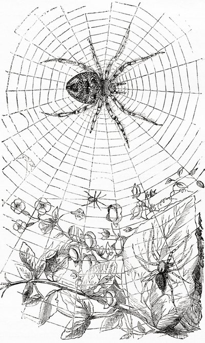 Eine Radnetzspinne oder Araneid von Unbekannt