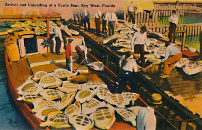Ankunft und Entladung eines Schildkrötenbootes, Key West, Florida, ca. 1940er Jahre von Unbekannt