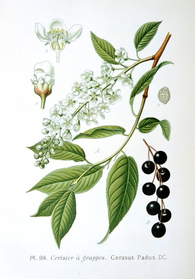 Vogelkirsche, 1893 von Unbekannt