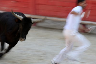 Stierkampf (Course camarguaise). Ein unblutiges Spektakel (für die Stiere), bei dem es darum geht, eine Rosette vom Kopf eines Stieres zu schnappen, Vallabregues, Frankreich von Unbekannt