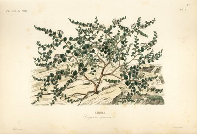 Kapernstrauch oder Flinders-Rose von Unbekannt